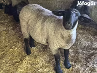 Kos, White Suffolk sheep — 1. fotó