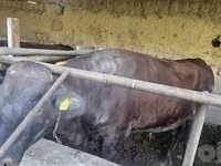 Bika, Red Estonian cattle — 4. fotó