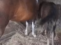 母马, Horses — 照片 4