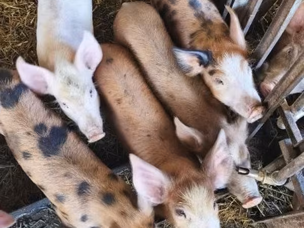 Pigs (batch, sex not specified), Pigs — Hungary
