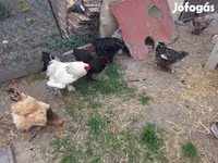 Chickens — photo 4