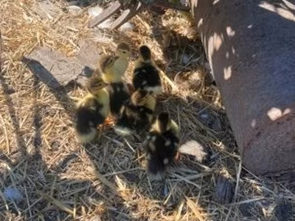 Ducks