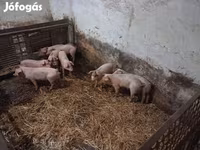 母猪, Pigs — 照片 2
