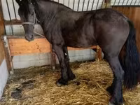 Kanca, Friesian — 3. fotó