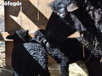 Kos, Racka sheep — 7. fotó