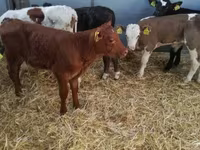 Bulle, Limousin-Kuh — Foto 1