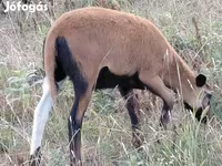 Oveja, Cameroon sheep — foto 5