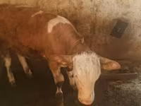 Bulle, Simmental cattle — Foto 3
