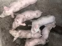 母猪, Pigs — 照片 2