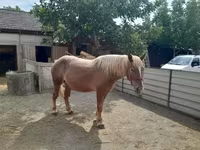 Cheval, Chevaux — photo 4