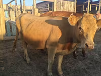 Vaca, Raza Auliékol — foto 2