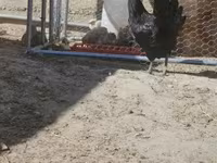 Ayam Cemani — foto 5