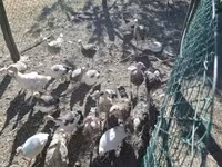 Turkeys — Foto 4
