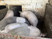 公猪, Pigs — 照片 2