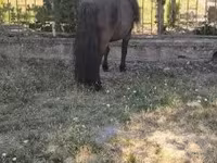 Айғыр, Australian Pony — 6-сурет