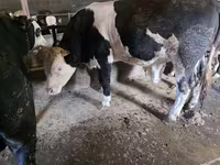 Bika, Simmental cattle — 6. fotó