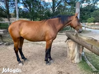 Yegua, Nonius horse — foto 2