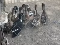 Ducks — foto 3
