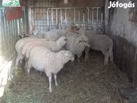 Juhok (tétel, nem megadva), Juhok — 2. fotó