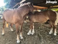 Caballo, Caballos — foto 3