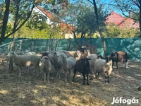 Schaf, Schafe — Foto 5