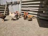 Chickens — 4-сурет