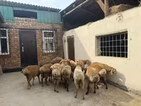 Baran, Rhon sheep — zdjęcie 6