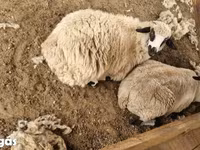 Sheep, Tsigai sheep — photo 4