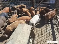 猪（批次，未指定性别）, Pigs — 照片 5