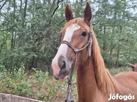 Yegua, Hungarian horse breed — foto 4