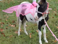 घोड़ी, Miniature horse — फ़ोटो 4