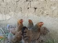 Brahma — zdjęcie 1
