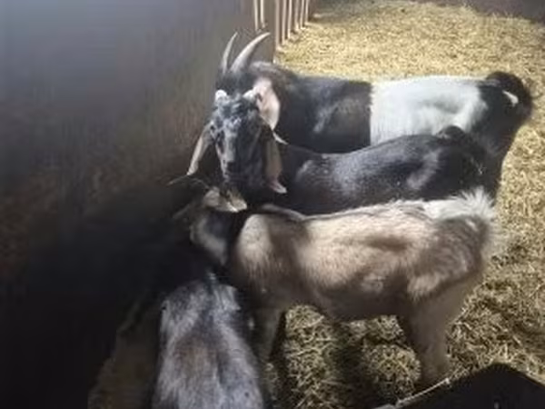 Kozel, Nubian Goat — Maďarsko