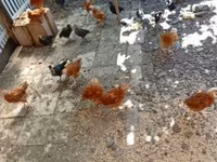 Chickens — photo 2