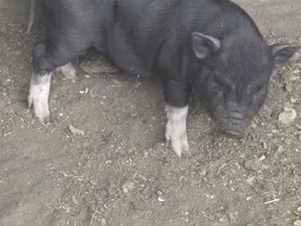 母猪, Pigs