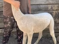 ऊँट, ऊंट — फ़ोटो 4