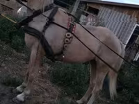 Бие, Жылқылар — 3-сурет