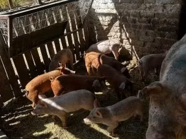 Sow, Pigs — Hungary