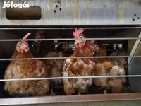 Chickens — 2. fotó