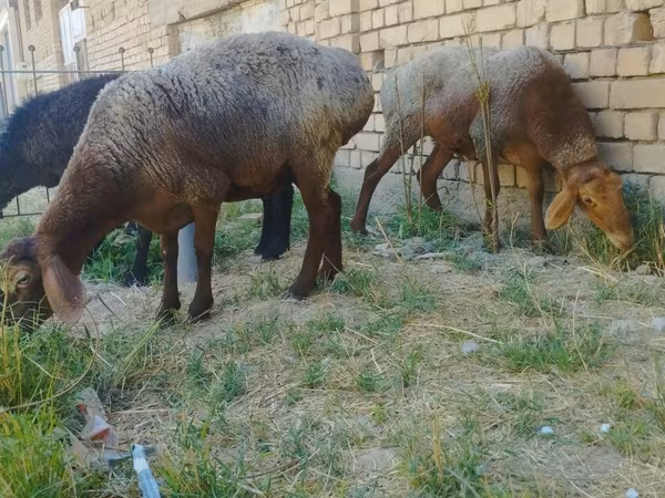 أغنام (دفعة، الجنس غير محدد), الأغنام