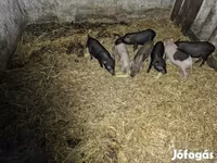 Säue, Schweine — Foto 4