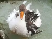 Geese — foto 2