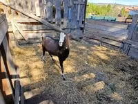 Goat, Goats — photo 3
