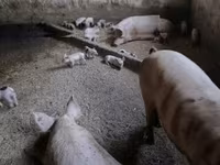 母猪, Pigs — 照片 6