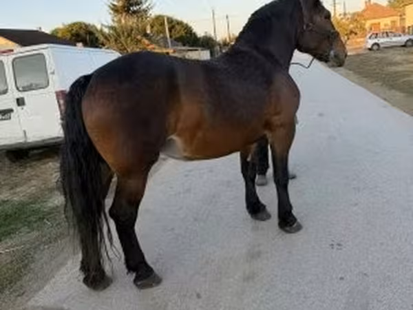 Kanca, Hungarian horse breed