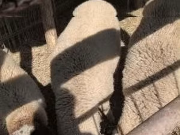 Beran, Ovce — Maďarsko