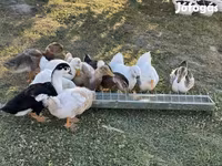 Ducks — Foto 1