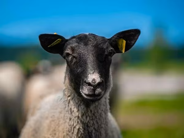 Kos, Romanov sheep
