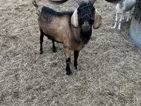 公山羊, Nubian Goat — 照片 1
