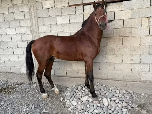 घोड़ा, Akhal-Teke